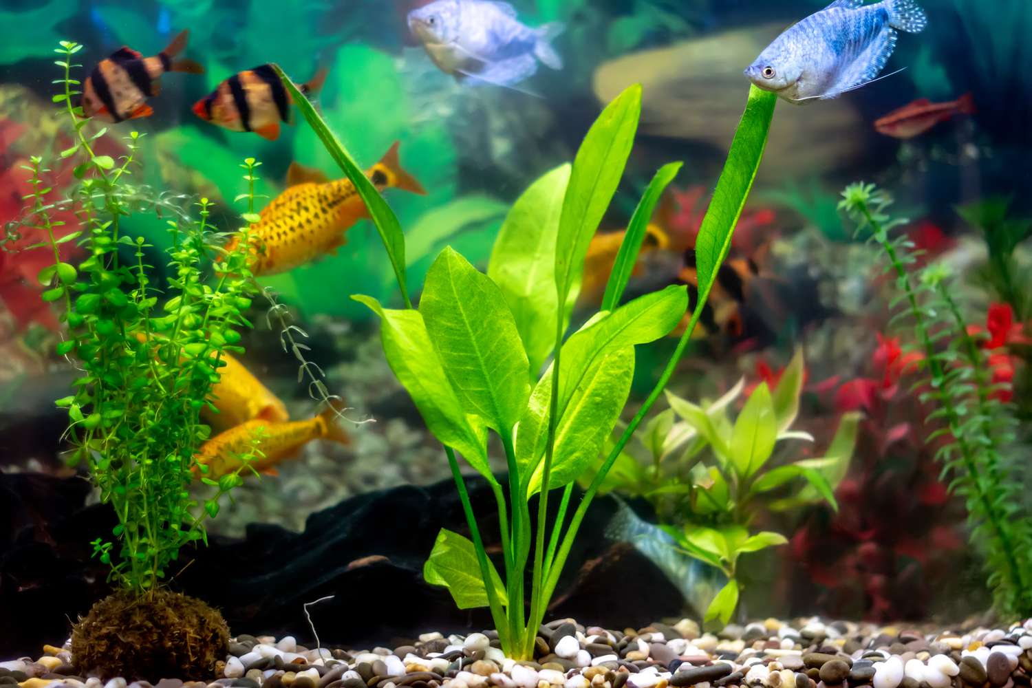 Unlocking the Beauty of Aquariums: Your Ultimate Guide to the Best Aquarium Plants 🌿