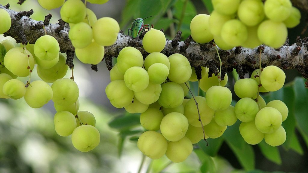 The Advantages of Amalaki Fruit Consumption for Health