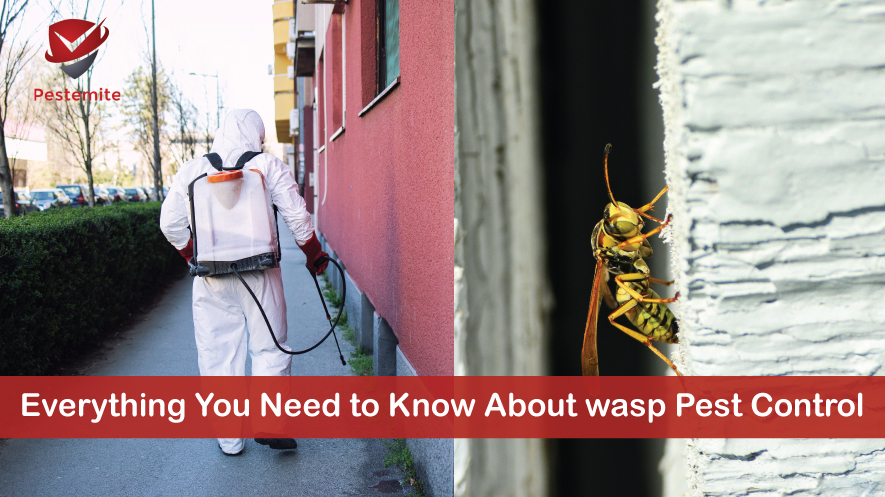 Everything You Need to Know About wasp Pest Control.