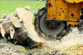 The Ultimate Guide to Tree Removal and Stump Grinding