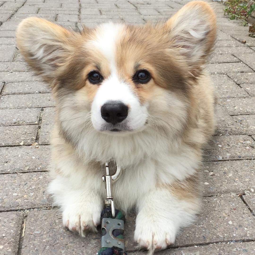 Finding Your Perfect Companion: Shaggy Dog Puppies for Sale and Long-Haired Tri-Color Corgis