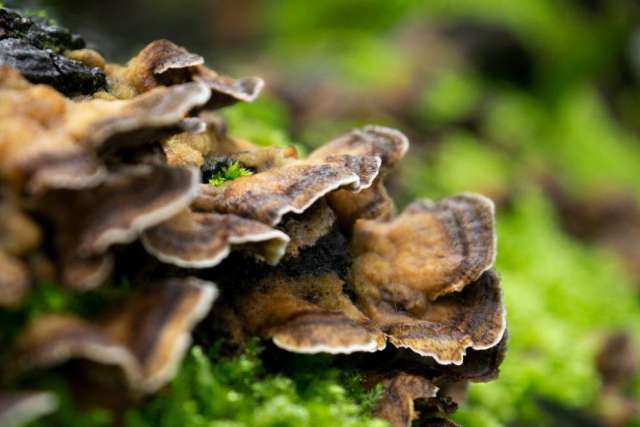 How Do Turkey Tail Mushrooms Compare to Other Medicinal Mushrooms?