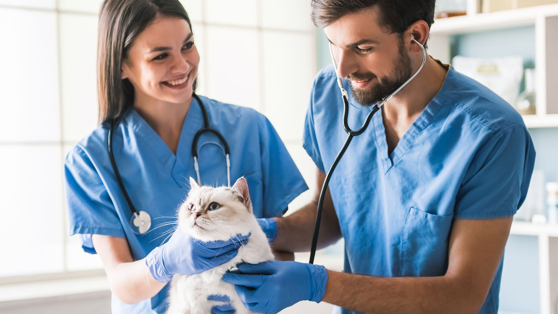 Top Veterinary Pharmaceutical companies in India: A Focus on Vetson Healthcare